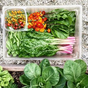 Fresh picked produce from a garden sitting in a clear box. Brightly colored tomatoes, Swiss Chard, dandelion greens, and edible flowers. 