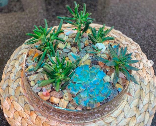Beginner succulent garden finished product.