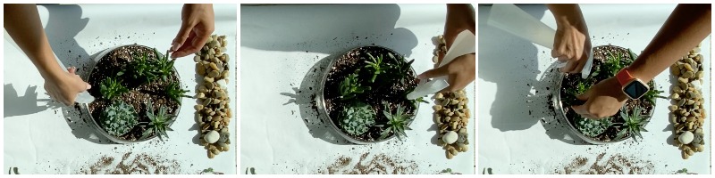 Step Four to creating an indoor succulent arrangement.